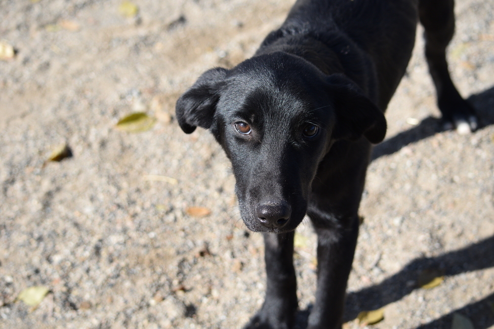 Ops, an adoptable Labrador Retriever, Aussiedoodle in Salmon, ID, 83467 | Photo Image 2