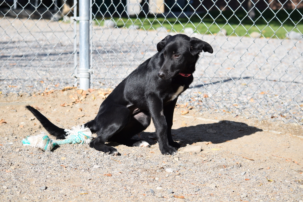 Ops, an adoptable Labrador Retriever, Aussiedoodle in Salmon, ID, 83467 | Photo Image 4