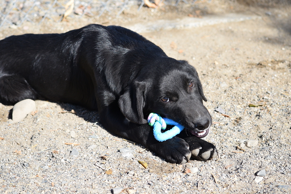 Orion, an adoptable Labrador Retriever, Collie in Salmon, ID, 83467 | Photo Image 1