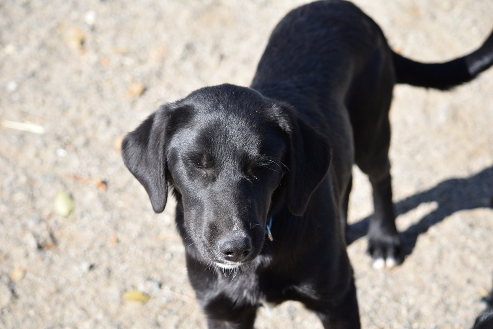 Orion, an adoptable Labrador Retriever, Collie in Salmon, ID, 83467 | Photo Image 3