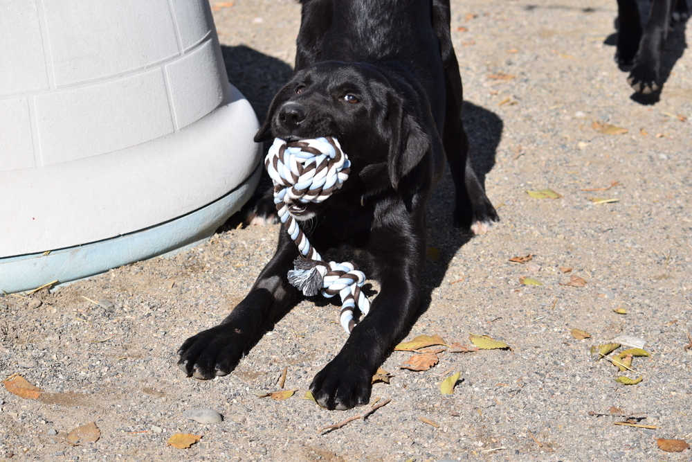 Orion, an adoptable Labrador Retriever, Collie in Salmon, ID, 83467 | Photo Image 4