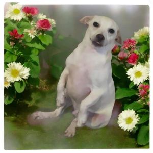 Tim is a friendly and energetic 3-year-old male dog weighing about 11 pounds A distemper survivor
