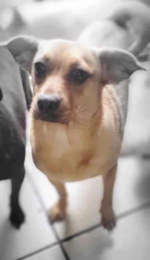 Tinker Bell is a friendly 2-year-old dog who weighs about 108 kilograms Shes sociable with both d