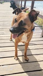 Honey is as sweet as her name She was found sick with tick disease and skin issues when she was