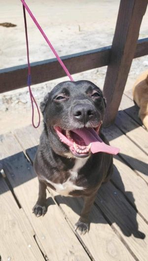 Back Raven Raven is a sociable and loving 5-year-old female dog who weighs about 62 pounds There ar