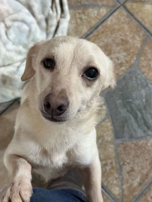 Tina is a spirited 3-year-old female dog weighing about 9 pounds She is exceptionally friendly and