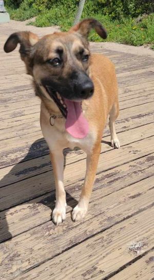 Yatziry is a 3-year-old neutered male Shepherd mix who is available for adoption There is a lighter