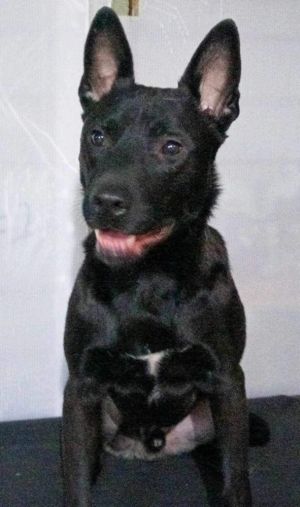 Reggie is a 2-year-old dog weighing around 55 pounds with an average temperament He is crate traine