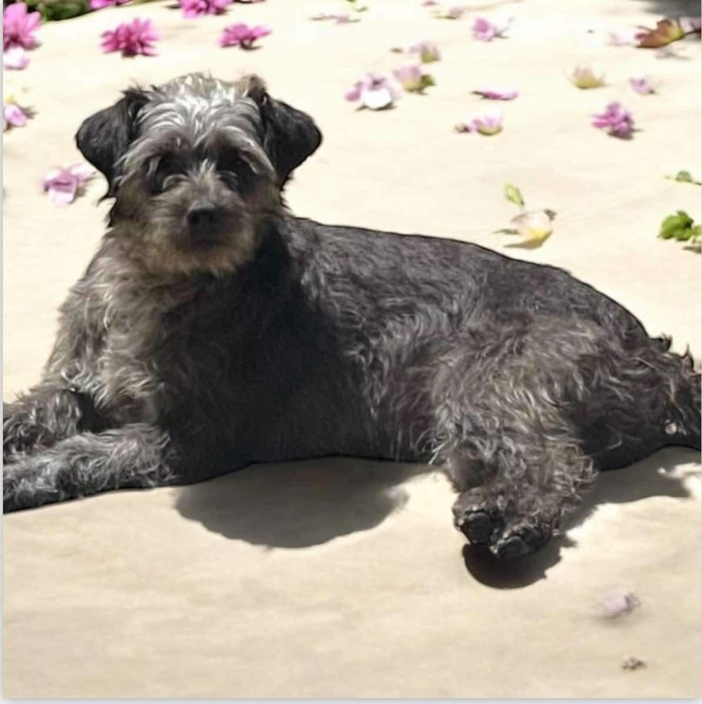 Rosalyn, an adoptable Jack Russell Terrier, Schnauzer in San Francisco, CA, 94112 | Photo Image 1