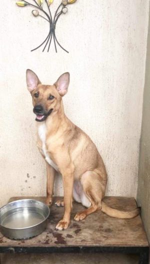 Bambi is a friendly and well-trained 3-year-old dog weighing 46 pounds She is sociable with both d