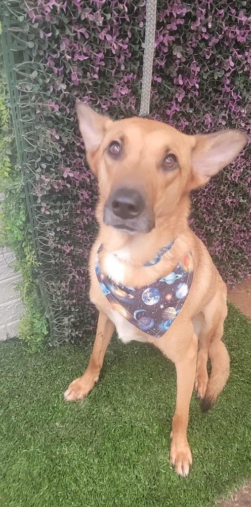 Bambi