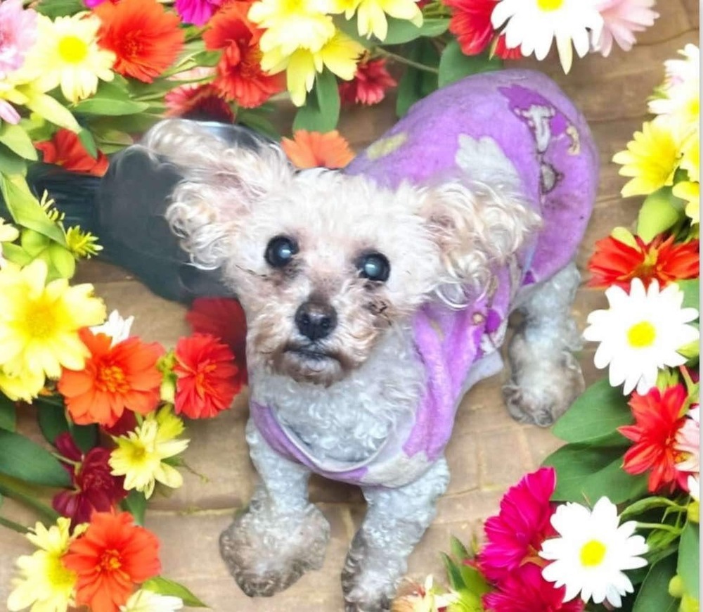 Olivia, an adoptable Poodle, Bolognese in San Francisco, CA, 94112 | Photo Image 1