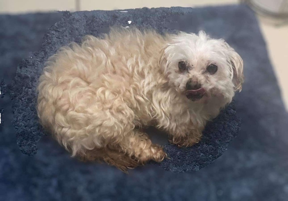 Leo, an adoptable Bolognese, Poodle in San Francisco, CA, 94112 | Photo Image 1