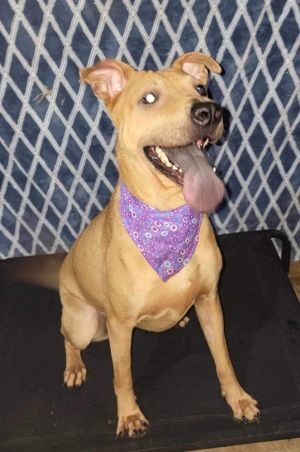 Mona is a sociable 2-year-old dog who gets along well with both dogs and people Shes in the proces