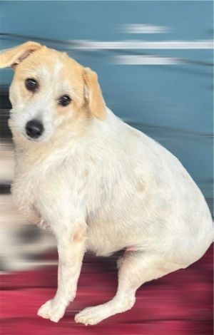 Eve is a 35-year-old female dog weighing about 42 pounds She enjoys the company of other dogs sho