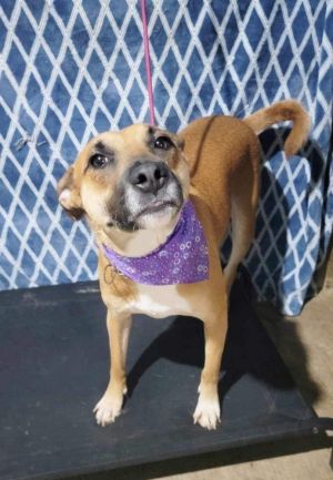 Happy is a well-mannered 3-year-old dog weighing 53 pounds He is sociable with both dogs and peopl
