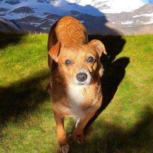 Hilda is a gentle 7-year-old female dog weighing around 14 pounds Although she can be a little shy