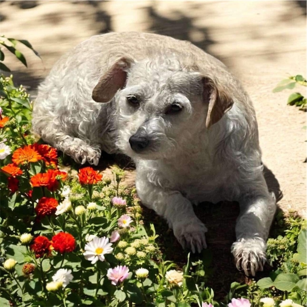 Rachel, an adoptable Jack Russell Terrier, Schnauzer in San Francisco, CA, 94112 | Photo Image 1