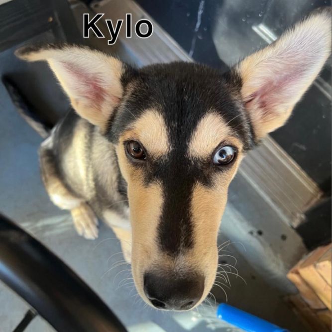 Kylo