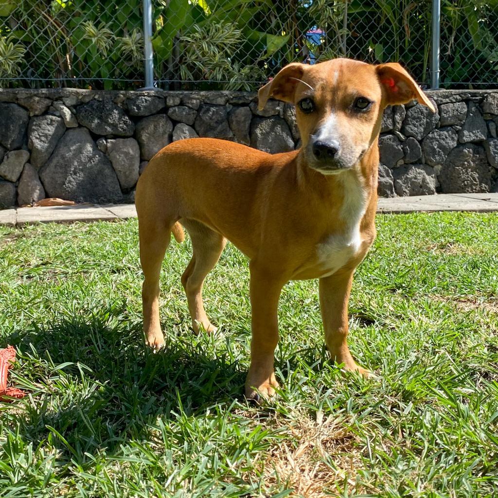 Reba:COH-A-11145, an adoptable Catahoula Leopard Dog, Dachshund in Keaau, HI, 96749 | Photo Image 1