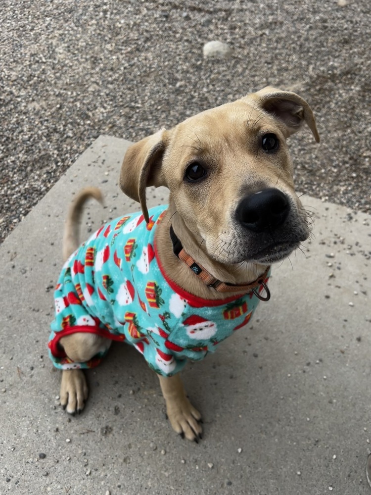 Hambone, an adoptable Mixed Breed in Bemidji, MN, 56601 | Photo Image 1