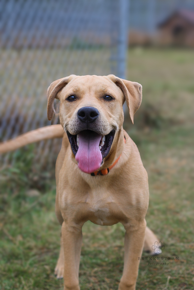 Hambone, an adoptable Mixed Breed in Bemidji, MN, 56601 | Photo Image 6