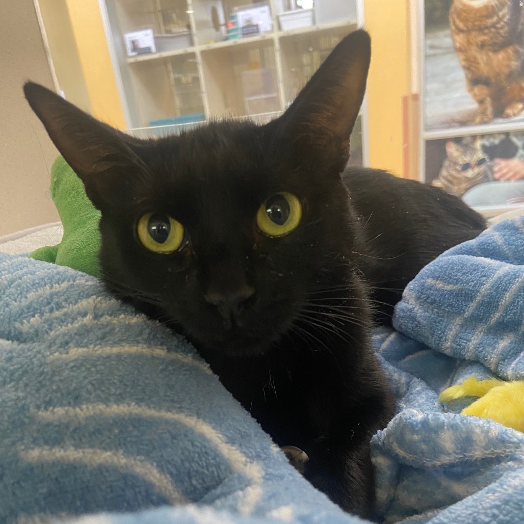 Cloak, an adoptable Domestic Short Hair in Reno, NV, 89502 | Photo Image 1