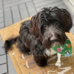 Buddy, an adoptable Havanese in Houston, TX, 77070 | Photo Image 1