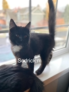 Sedrick, an adoptable Domestic Short Hair in Bend, OR, 97701 | Photo Image 1