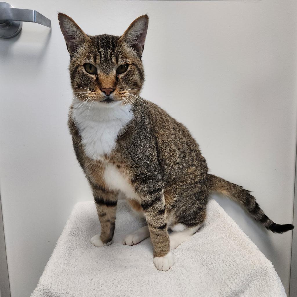 Arnie, an adoptable Domestic Short Hair in Great Falls, MT, 59404 | Photo Image 1