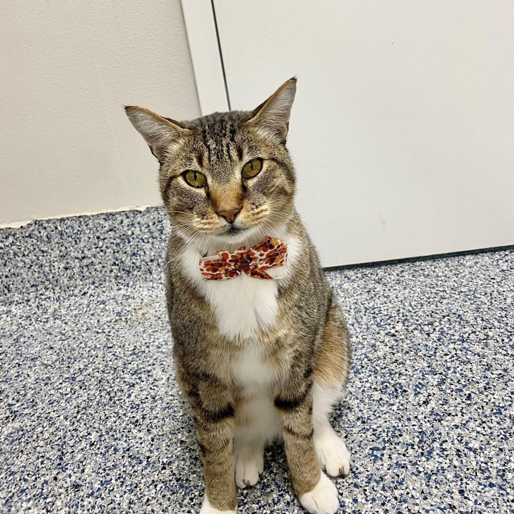 Arnie, an adoptable Domestic Short Hair in Great Falls, MT, 59404 | Photo Image 2