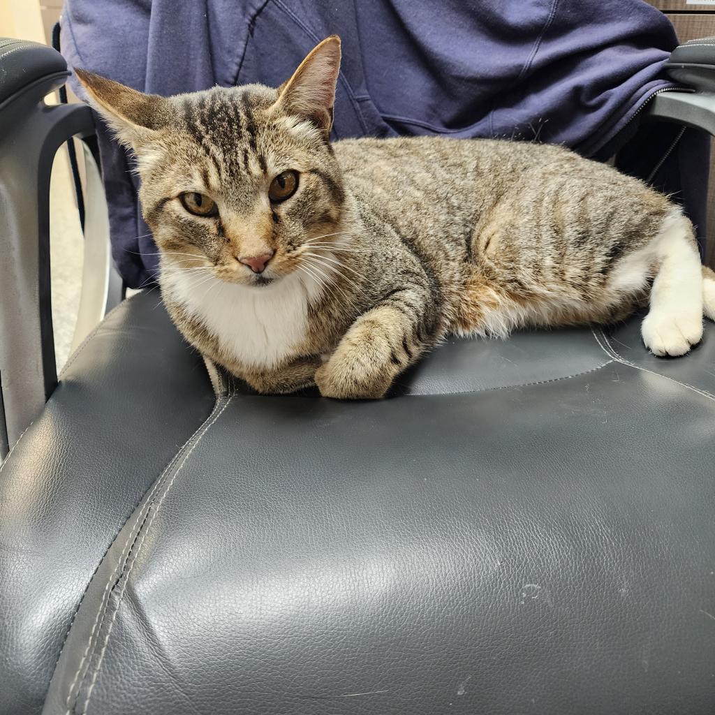 Arnie, an adoptable Domestic Short Hair in Great Falls, MT, 59404 | Photo Image 3