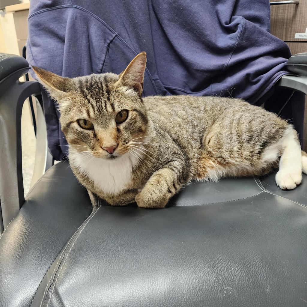 Arnie, an adoptable Domestic Short Hair in Great Falls, MT, 59404 | Photo Image 4