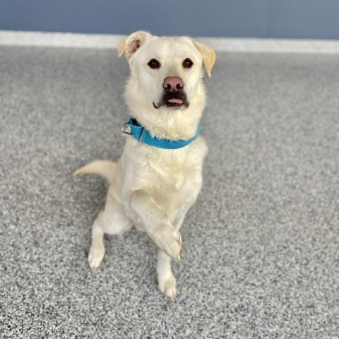 Yeti, an adoptable Mixed Breed in Great Falls, MT, 59404 | Photo Image 1