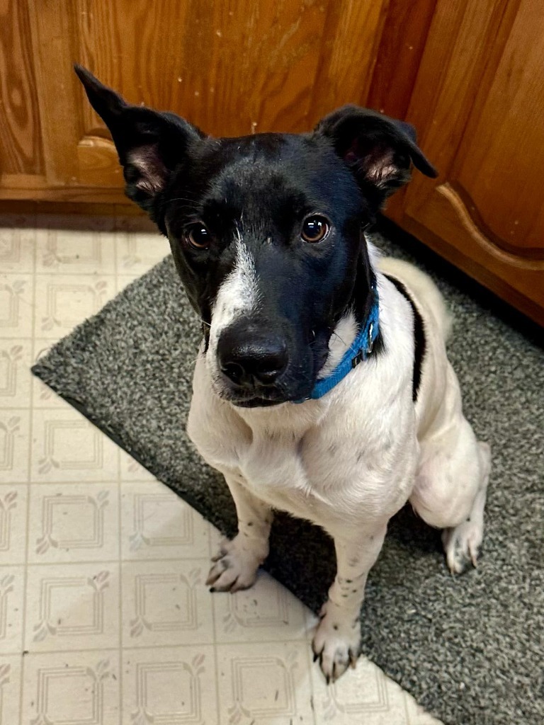 Pepper, an adoptable Mixed Breed in Fond Du Lac, WI, 54935 | Photo Image 1