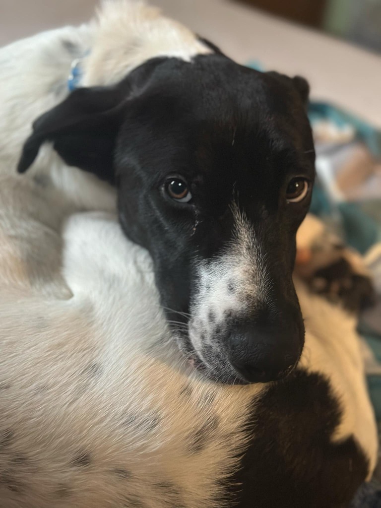 Pepper, an adoptable Mixed Breed in Fond Du Lac, WI, 54935 | Photo Image 2