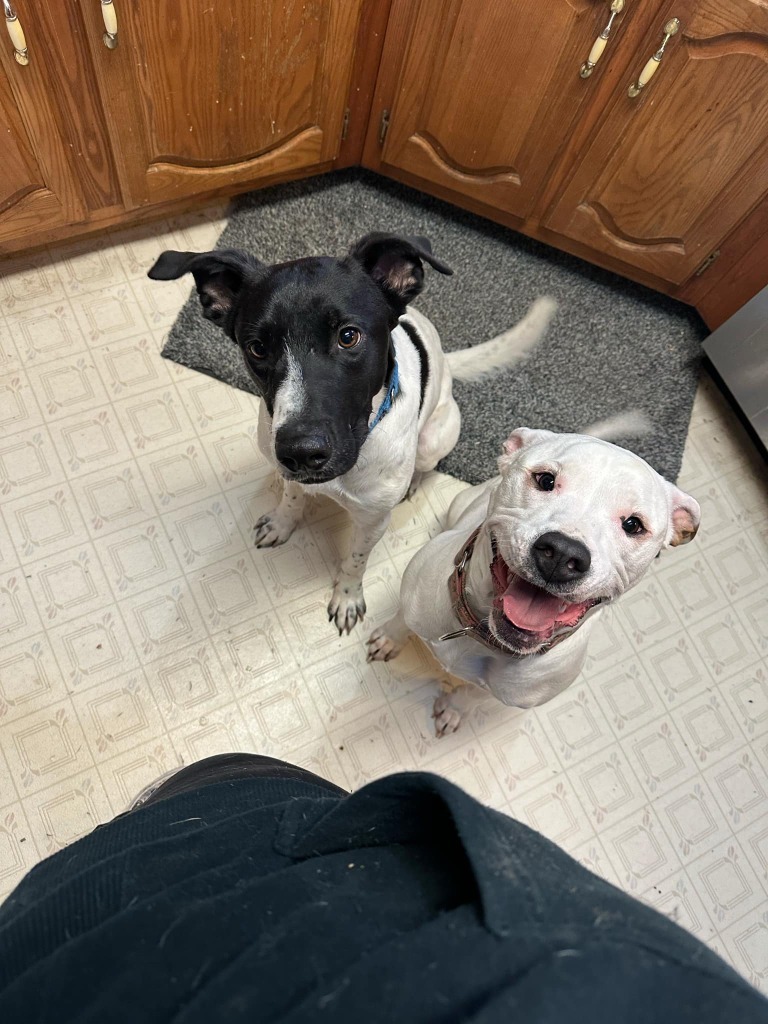 Pepper, an adoptable Mixed Breed in Fond Du Lac, WI, 54935 | Photo Image 3