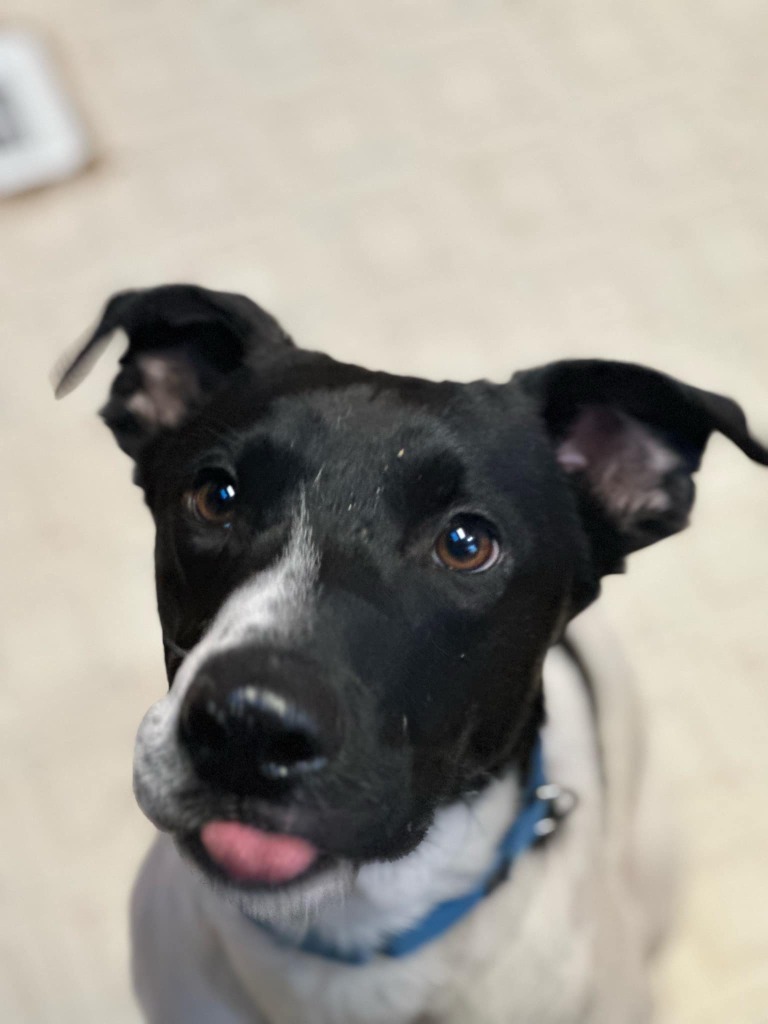 Pepper, an adoptable Mixed Breed in Fond Du Lac, WI, 54935 | Photo Image 4
