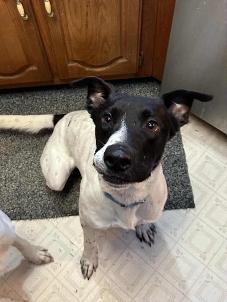 Pepper, an adoptable Mixed Breed in Fond Du Lac, WI, 54935 | Photo Image 5