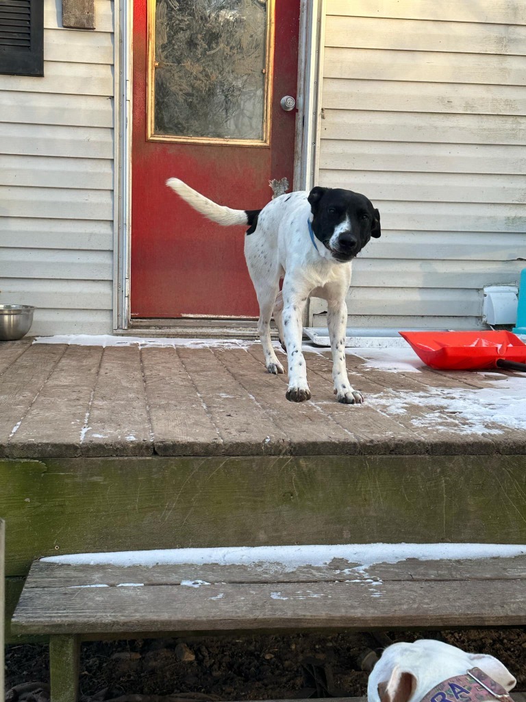 Pepper, an adoptable Mixed Breed in Fond Du Lac, WI, 54935 | Photo Image 6