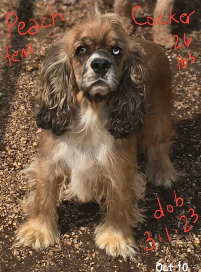 Dog for adoption Peach, a Cocker Spaniel in Hamilton, MO Petfinder