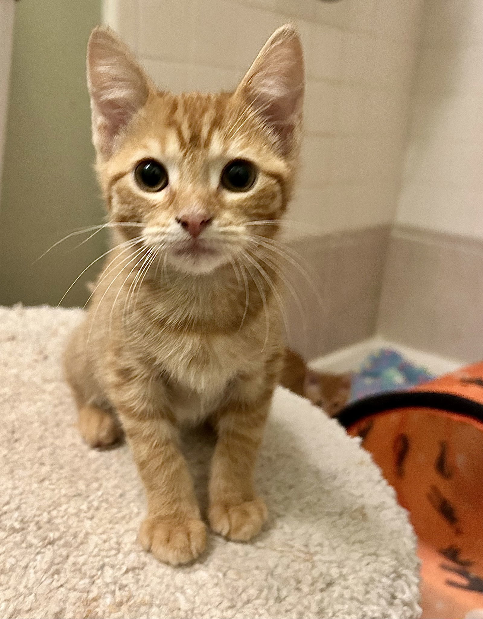 Cat for adoption TANGERINE, a Domestic Short Hair & Tabby Mix in