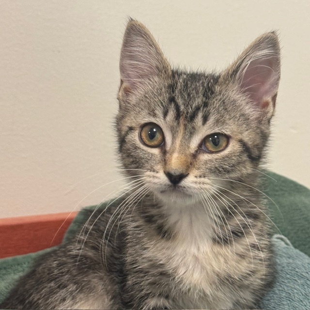 Cat for adoption Bouillabaisse, a Domestic Short Hair in San