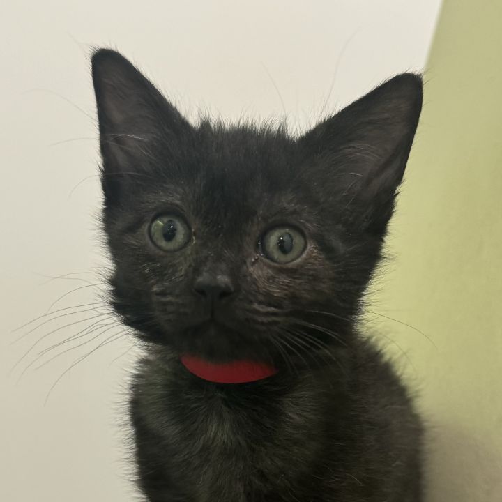 Cat for adoption Wanda, a Domestic Short Hair in San Francisco, CA