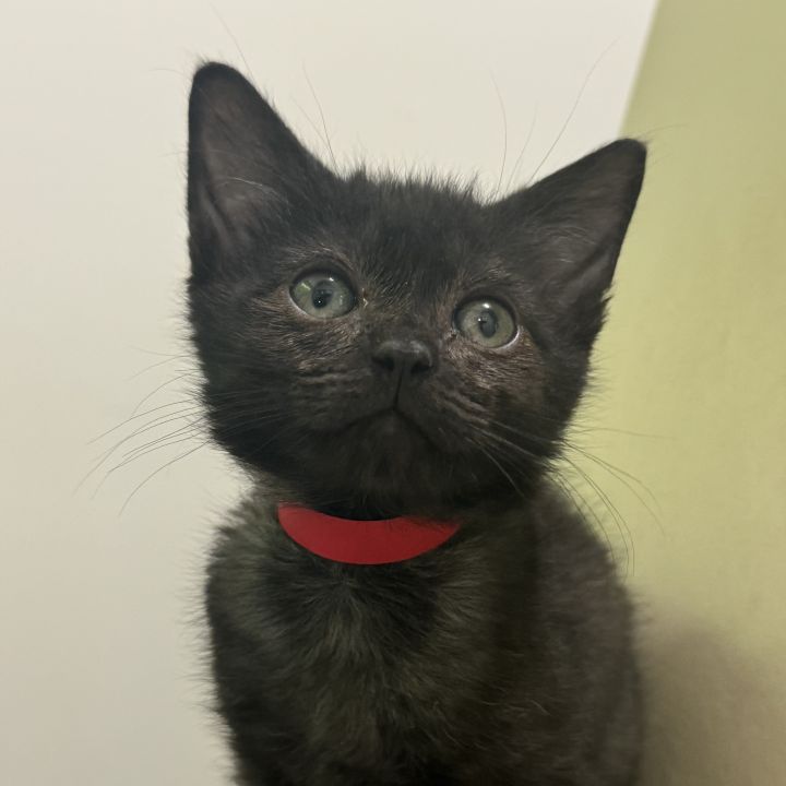 Cat for adoption Wanda, a Domestic Short Hair in San Francisco, CA