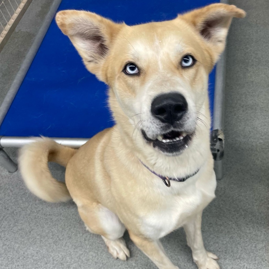 Rocky, an adoptable Husky, Yellow Labrador Retriever in Kingman, KS, 67068 | Photo Image 1