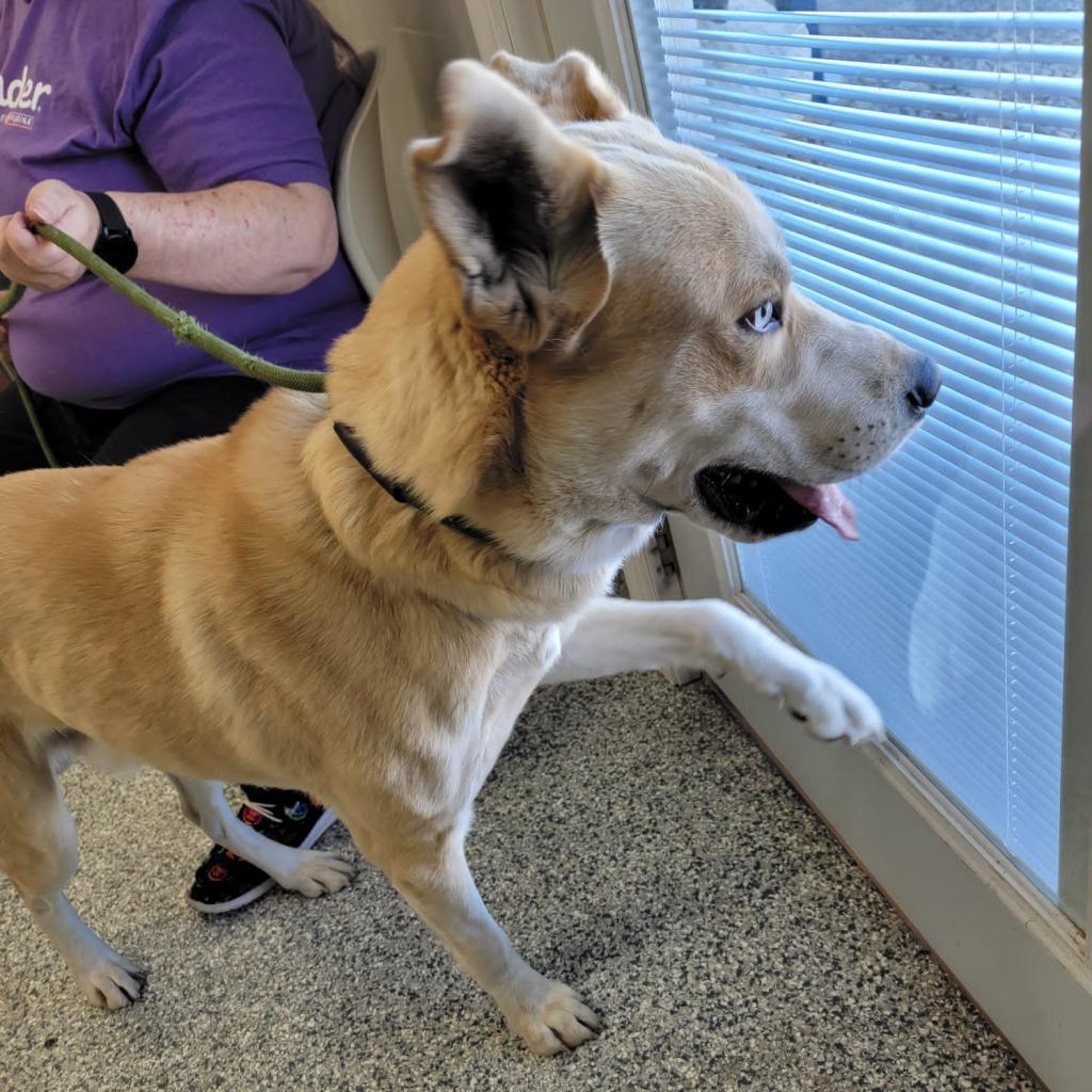 Rocky, an adoptable Husky, Yellow Labrador Retriever in Kingman, KS, 67068 | Photo Image 2