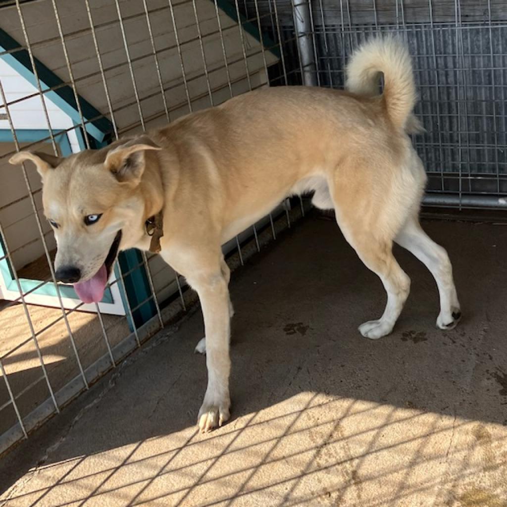 Rocky, an adoptable Husky, Yellow Labrador Retriever in Kingman, KS, 67068 | Photo Image 3