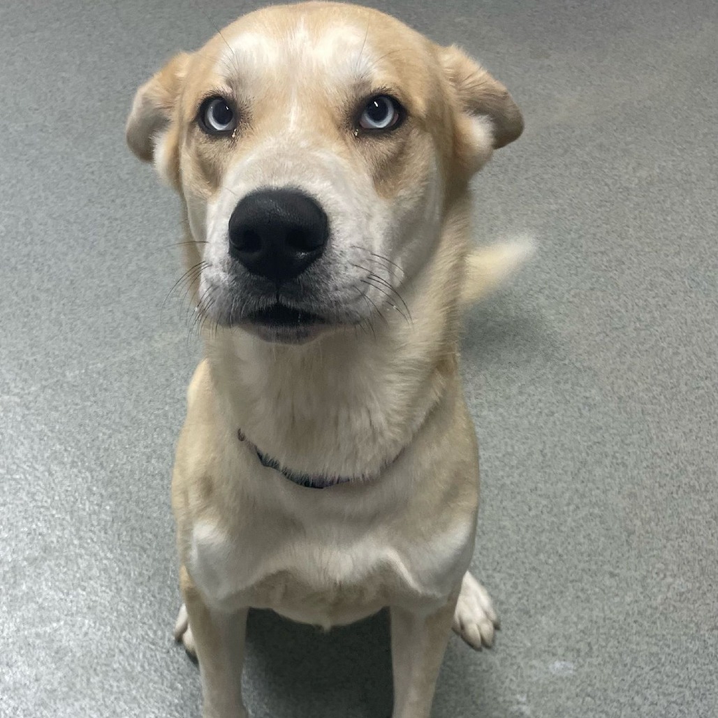 Rocky, an adoptable Husky, Yellow Labrador Retriever in Kingman, KS, 67068 | Photo Image 4