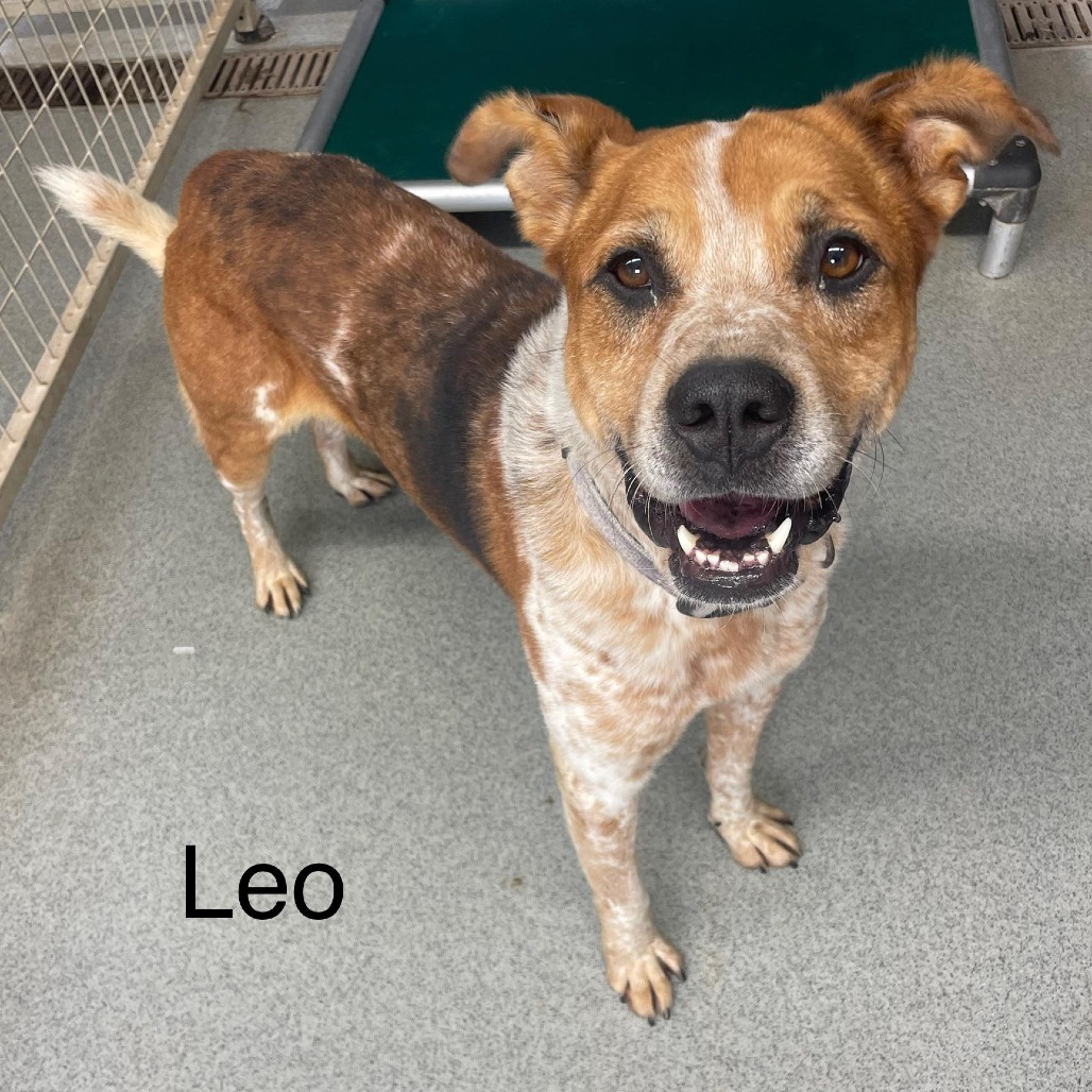 Leo, an adoptable Cattle Dog, Labrador Retriever in Kingman, KS, 67068 | Photo Image 1